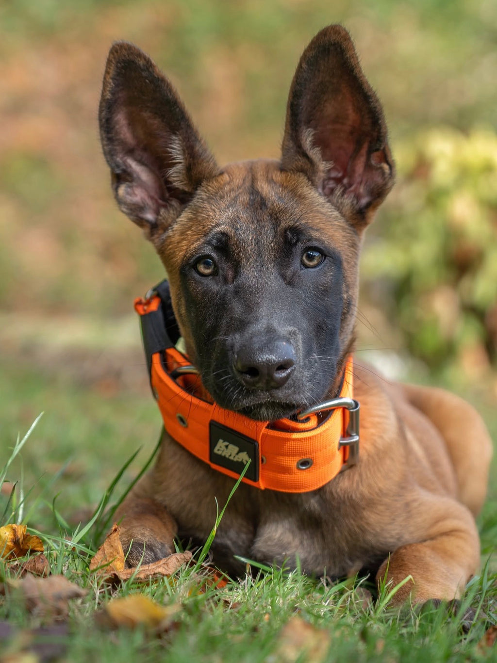 5cm Everyday Use Collar