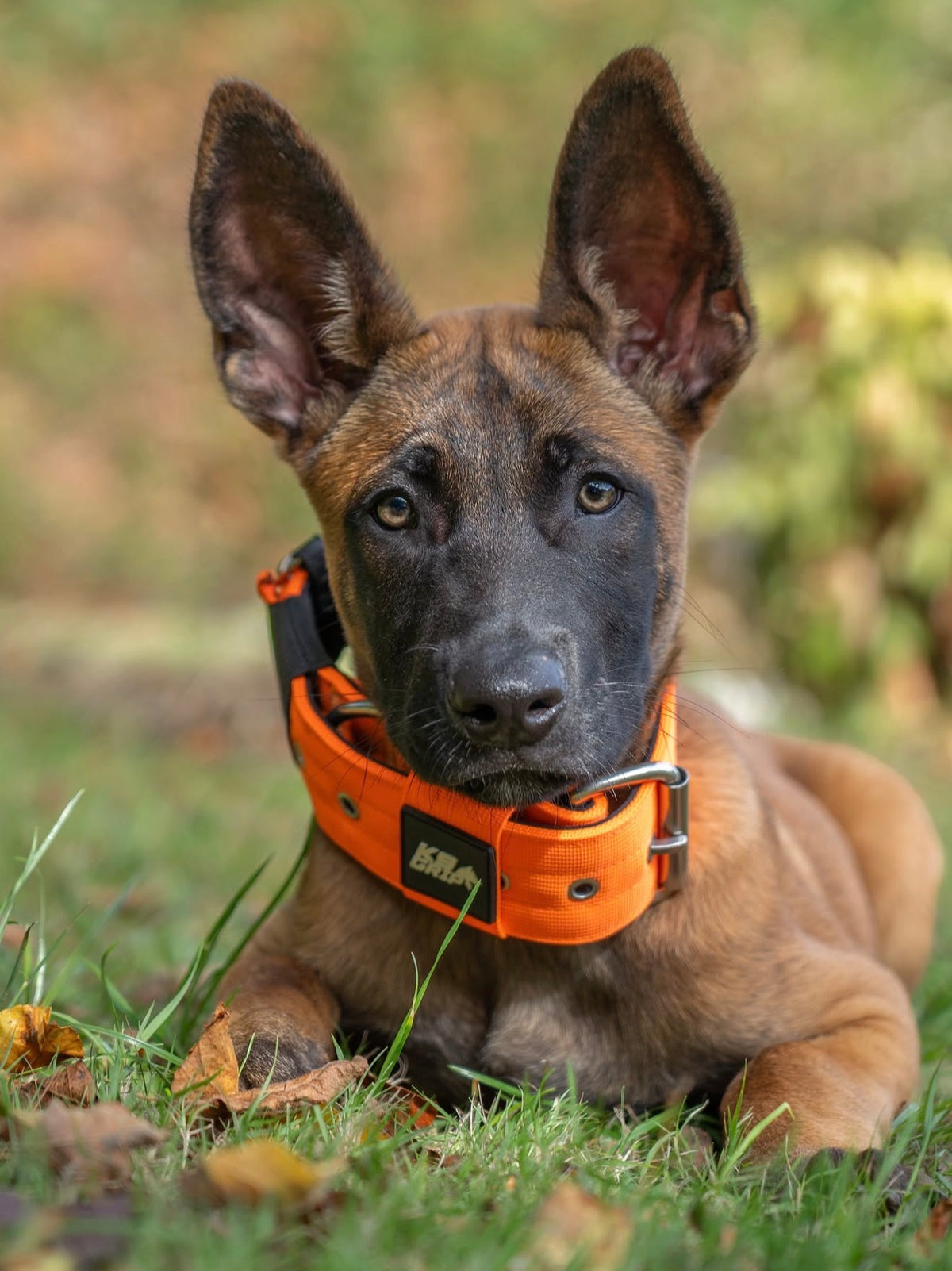 5cm Everyday Use Collar