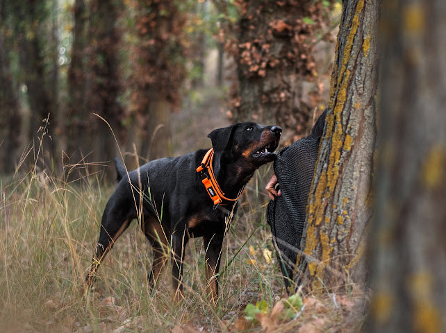 7CM HEAVY DUTY COLLAR