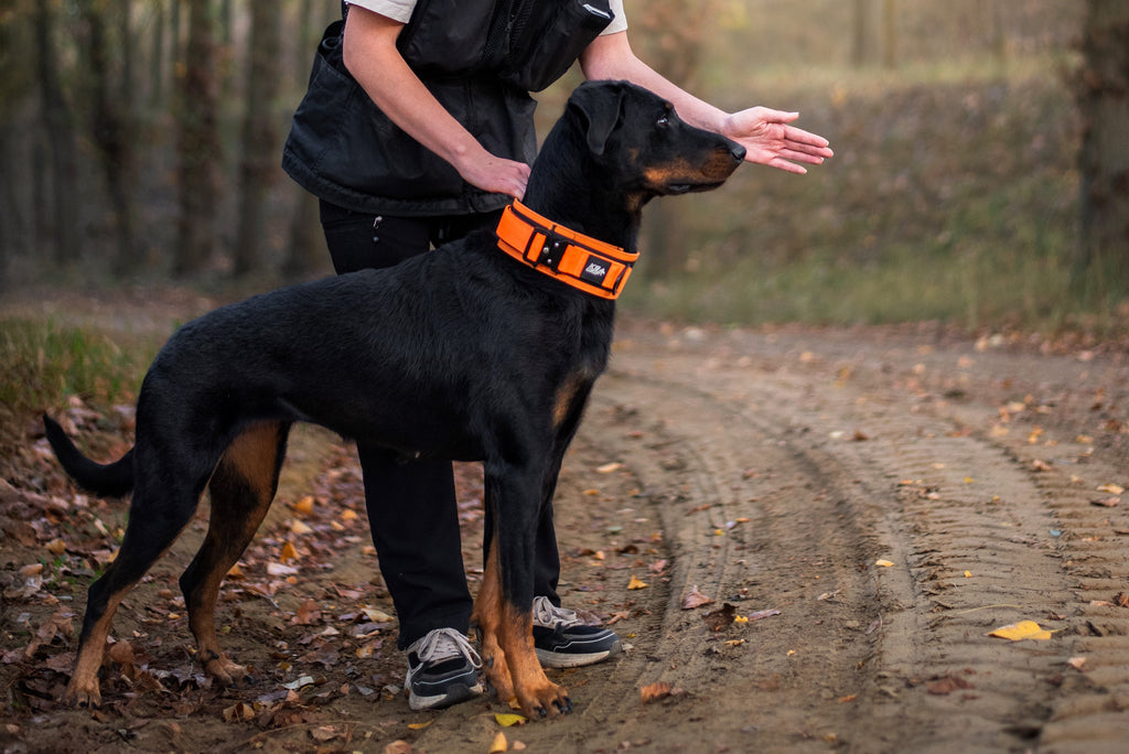 7CM HEAVY DUTY COLLAR