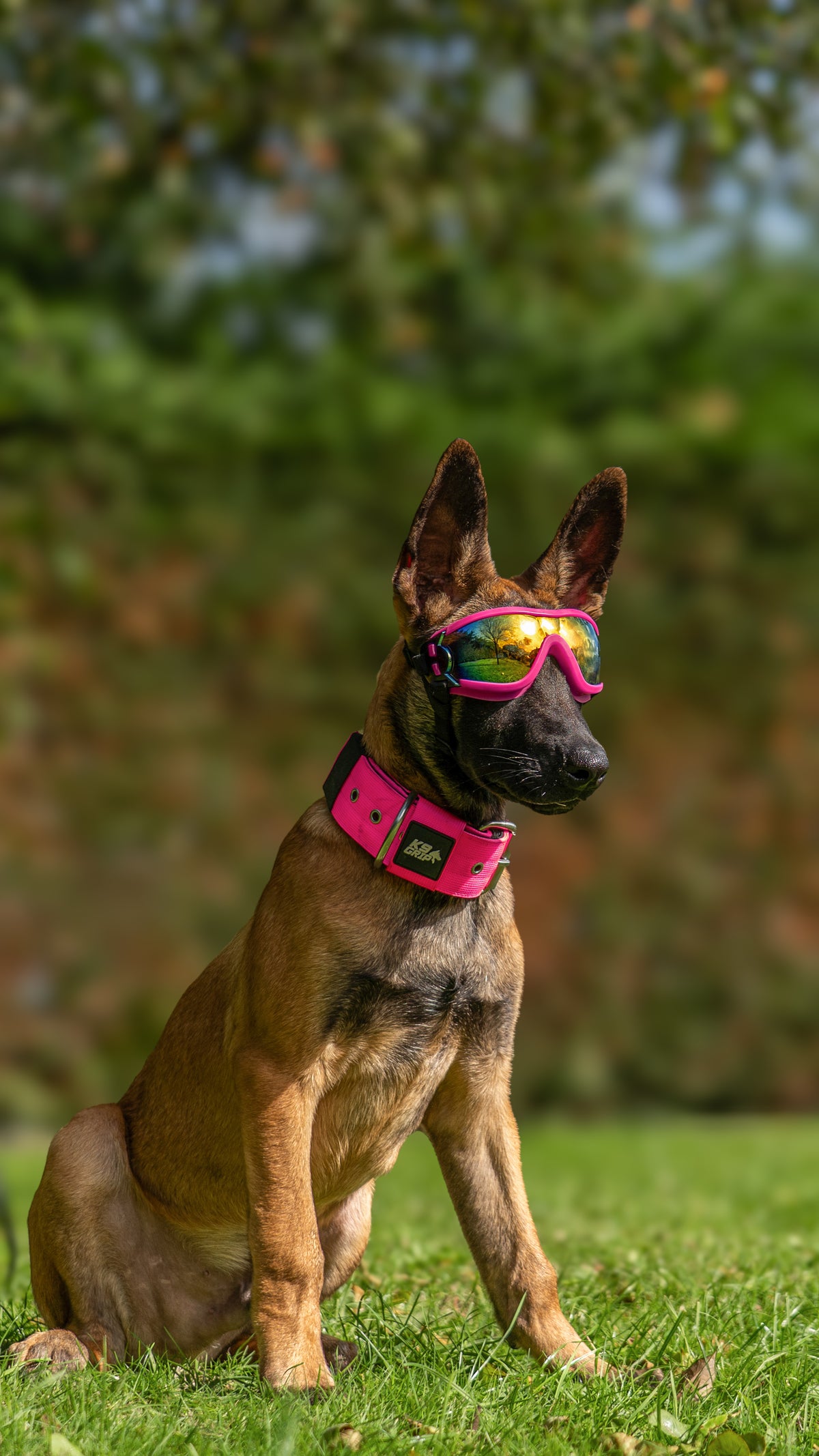5cm Everyday Use Collar