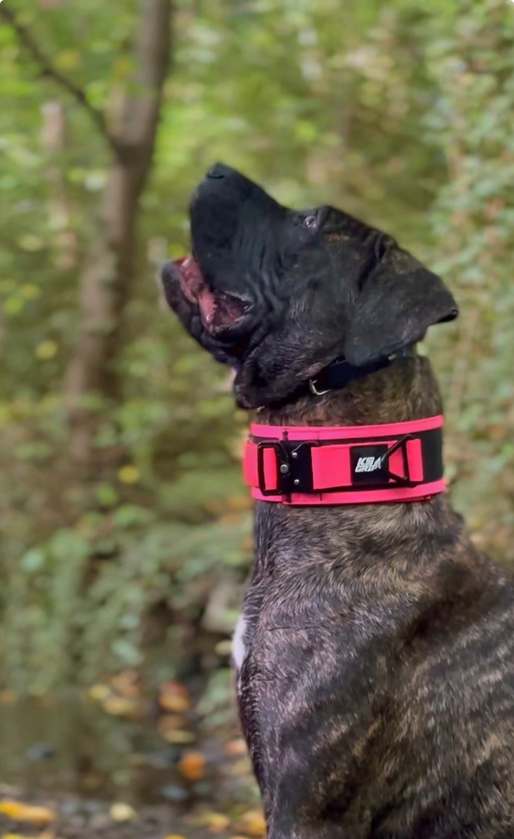 7CM HEAVY DUTY COLLAR